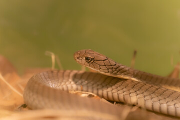 closeup of gray snake on the green background. Morning sun. snake in the tree shade.snake with grey scales on the ground in the forest. Wildlife scene from nature