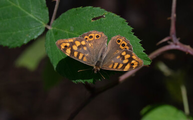 Pararge aegeria. Mariposa maculada. Mariposa naranja y marron con ojos posada sobre una hoja.