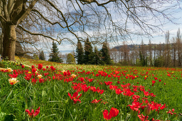 Frühling auf der Insel Mainau mit blühenden Osterglocken, Narzissen und Tulpen