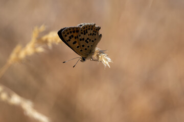 Lycaena bleusei. Mariposa manto ibérico. Mariposa marron anaranjado con puntos de color negro posada sobre rastrojo.
