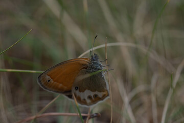 Coenonympha arcania. Mariposa mancha leonada, mariposa gris y naranja posada sobre un palo seco en...
