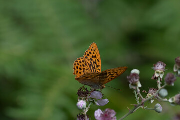 Argynnis paphia. Mariposa nacarada. Mariposa naranja con patron de rayas y puntos oscuros posada sobre una flor.