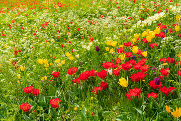 Frühling auf der Insel Mainau mit blühenden Osterglocken, Narzissen und Tulpen