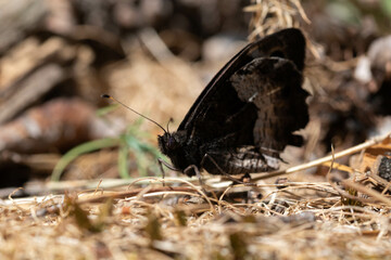 Hipparchia hermione. mariposa oscura posada sobre el suelo.