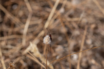 Ichneumonidae sp. Avispa parasitoide. Avispa naranja con ovopositor muy largo posada sobre una planta seca.