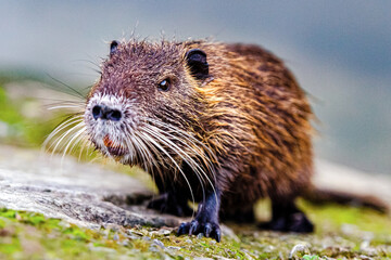 Soft focus of a nutria on mossy pavement at a park in Tuscany, Italy