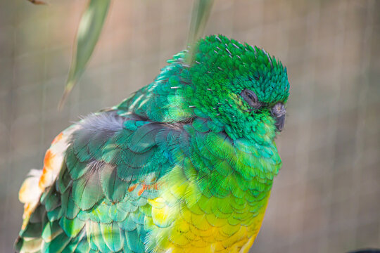 Closeup of a beautiful colorful Red-rumped parrot