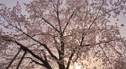 夕方のソメイヨシノ(Somei-yoshino cherry tree in the evening)