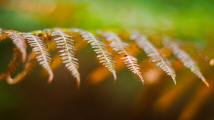 Macro de belles feuilles de fougère, photographiées à ouverture maximale (F1.4).  Certaines arborent déjà des teintes automnales