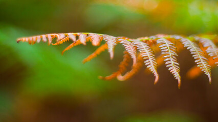 Macro de belles feuilles de fougère, photographiées à ouverture maximale (F1.4).  Certaines...