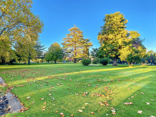Beautiful park with green grass and autumn trees in Glen Innes, Australia - obrazy, fototapety, plakaty