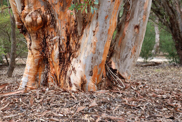 eucalyptus tree trunk in bush landscape