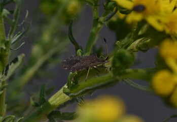 Coreus sp. Chinche sobre un cardo.