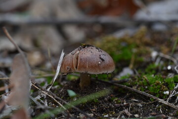Seta marrón pequeña saliendo.