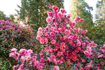 Insel Mainau, blühende Kamelien und Rhododendron im Morgenlicht, Frühling auf der Insel Mainau