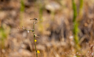 A common darter dragonfly (Sympetrum striolatum) resting in the sun