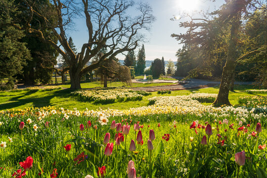 strahlender Sonnenaufgang im Fr&uuml;hling im Park der Insel Mainau, mit Fr&uuml;hlingsblumen in voller Bl&uuml;te, Tulpen, Osterglocken Narzissen