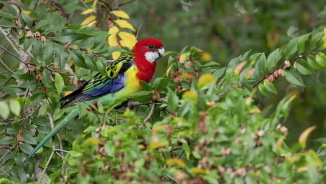 a slow motion close up shot of a male eastern rosella feeding in a tree on the central coast of nsw, australia