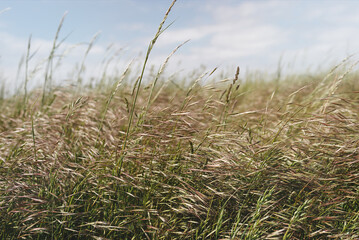 Tall field grass in a foggy foggy spring or summer morning. Gentle sunbeams. Soft selective focus. Natural composition with copy space for text, texture, background.