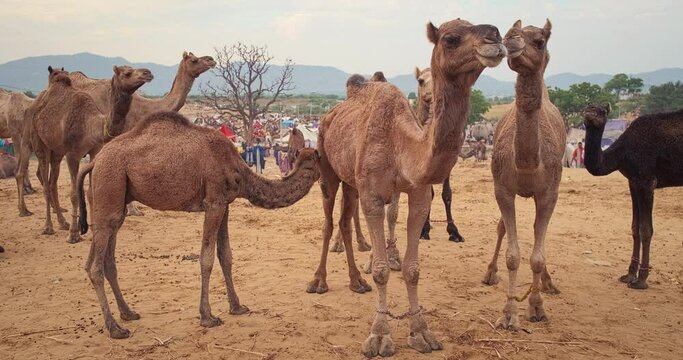 Camels at Pushkar mela camel fair in field. Pushcar Camera Fair is a famous indian festival and  camel trade fair. Pushkar, Rajasthan, India