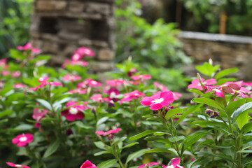 Pink periwinkle or catharanthus a lot. Flower garden, flowerbed. Catharanthus roseus, Madagascar...