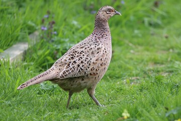 Female pheasant 