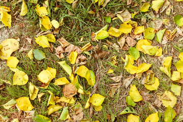 Green grass and yellow autumn aspen leaves texture background, top view.