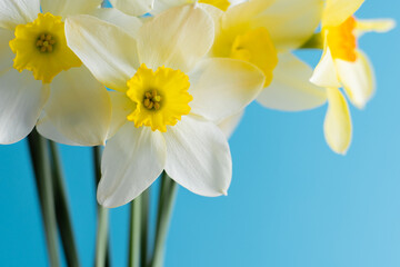 White and yellow daffodils on a blue background. Flower with orange center. Spring flowers. A simple daffodil bud. Narcissus bouquet. Floral concept.
