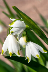 Obraz premium Leucojum aestivum 'Gravetye Giant' a spring flowering plant with a white bell shaped springtime flower commonly known as summer snowflake or Loddon lily, stock photo image