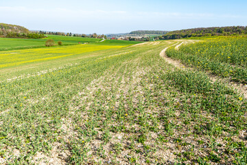 Champ de colza touché par des aléas climatiques successifs (pluies diluviennes, gel, neige)