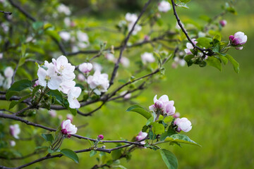 beautiful flowers on a branch of an apple tree on natural background 