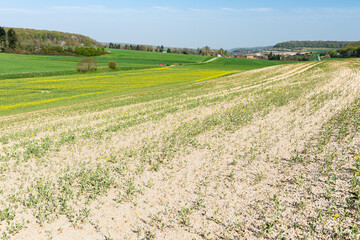 Champ de colza touché par des aléas climatiques successifs (pluies diluviennes, gel, neige)