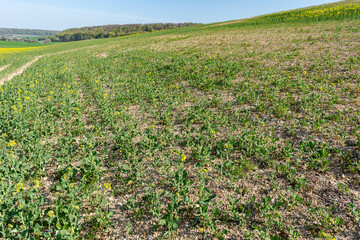 Champ de colza touché par des aléas climatiques successifs (pluies diluviennes, gel, neige)