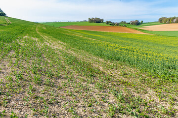 Champ de colza touché par des aléas climatiques successifs (pluies diluviennes, gel, neige)