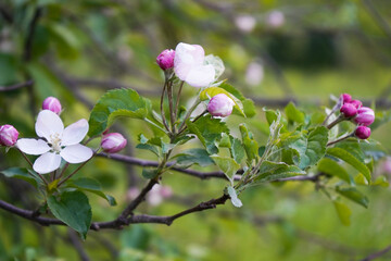 beautiful flowers on a branch of an apple tree on natural background 