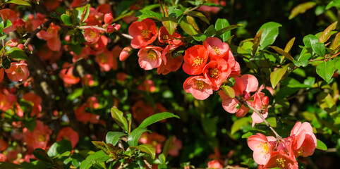 Close-up of flowering Japanese quince or Chaenomeles japonica. A lot of bright red flowers cover branches in the garden. Spring sunny day. Selective focus. Interesting nature concept for design.