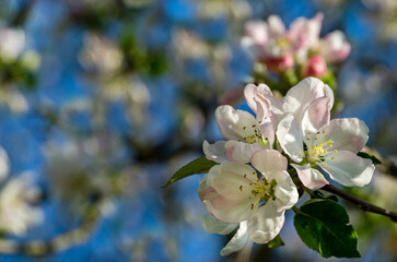 Beautiful branch of blossoming apple tree against blurred green background. Close-up of white with pink apple flowers. Selective focus. There is place for your text