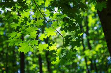 Fototapeta na wymiar Green leaves on maple tree