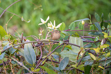 wren