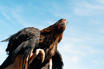 close-up of a dark black brown chicken at a home farm