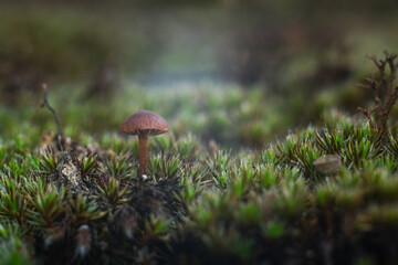 Macro world of moss and mushrooms.