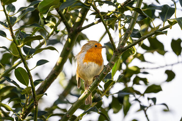robin on a branch