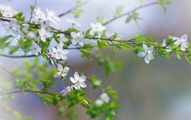 Cherry branch with beautiful background