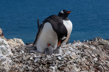 Fototapeta premium Antarctica gentoo penguins with baby penguins