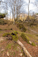 Fototapeta premium forest in winter without snow in the mountains of the Basque Country