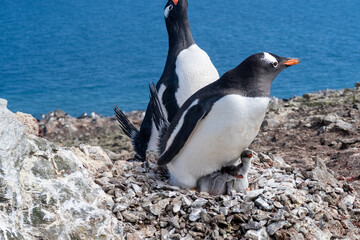 Obraz premium Antarctica gentoo penguins with baby penguins