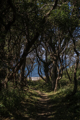Langeland Dänemark Durchgang zum Strand