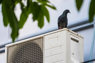 Grey pigeon standing on air compressor.