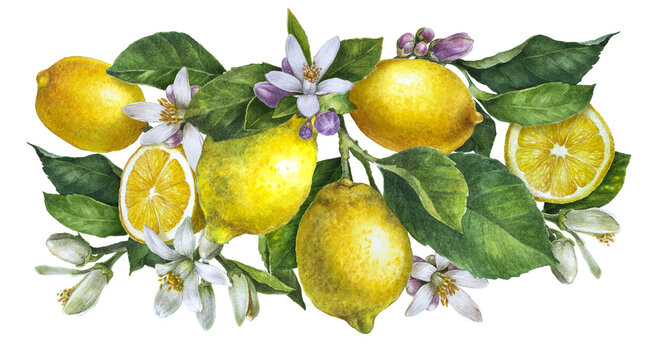 Watercolor composition with blooming lemon tree branches, flowers and lemons on white background.Decorative border for greeting card,invitation. Summer citrus wedding border, bridal shower