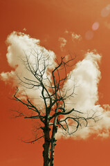 Dried tree with clouds and red sky backgroud, Heat and hot in summer time concept